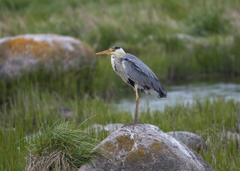 Grey Heron (Ardea cinerea) flying at the Baltic Sea coast on eastern Oland, Sweden.