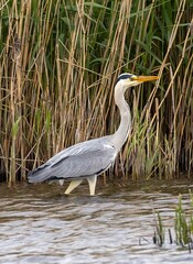 Grey Heron (Ardea cinerea) at the Baltic Sea coast on eastern Oland, Sweden.