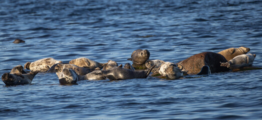 Fototapeta premium Grey Seals (Halichoerus grypus) in the Baltic Sea, resting off the southern tip of Oland, Sweden.