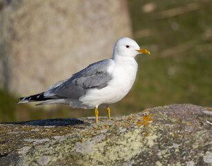 Mew Gull (Larus canus) at northern Oland, Sweden.