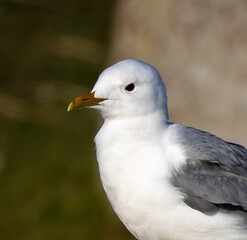 Mew Gull (Larus canus) at northern Oland, Sweden.