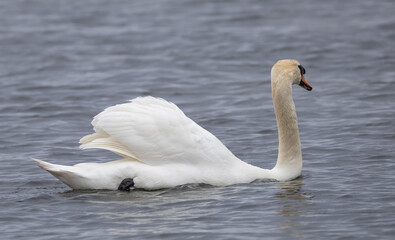 Fototapeta premium Mute Swan (Cygnus olor) swimming in the Baltic Sea at the southern tip of island Oland, Sweden.