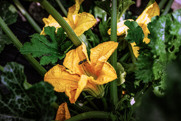 fiori di giardino