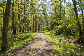 Fototapeta premium Dirt road in Ottenbylund nature reserve on southern Oland, Sweden.
