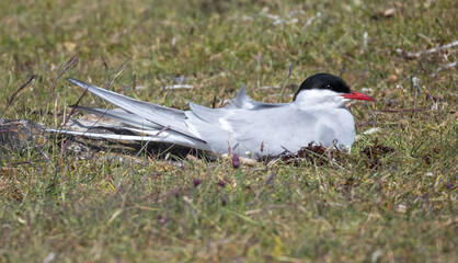 Arctic Tern (Sterna paradisaea) at nest on a beach meadow in Ottenby nature reserve on southern Oland, Sweden.