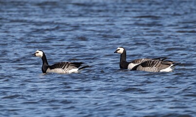 Barnacle Goose (Branta leucopsis) swimming in the Baltic Sea at the coast of Oland Island, southern Sweden.