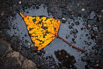 A lone leaf rests on a wet pavement, its vibrant yellow hues standing out against the dark, reflective surface
