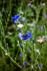 fiori di giardino