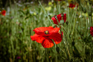 fiori di giardino