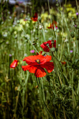 fiori di giardino