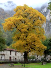 A Majestic Oak Tree Stands Tall in a Serene Mountain Village