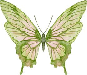 watercolor butterfly