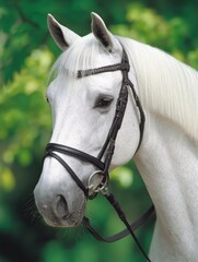 A White Horse with a Black Bridle