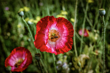 fiori di giardino