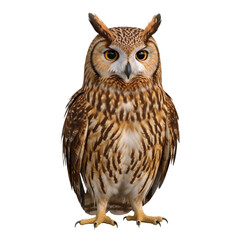 Fototapeta premium Detailed feathers and plumage design