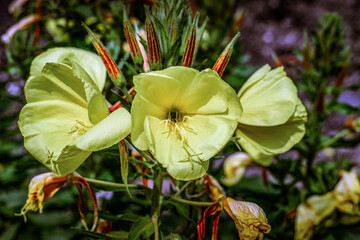 fiori di giardino