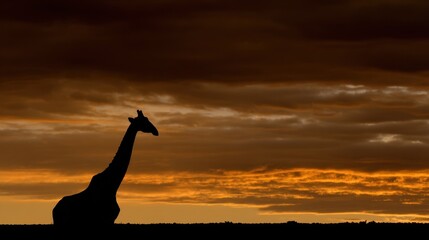A Moment of Tranquility in Nature