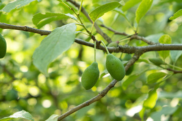Unripe green plums on a tree, ripening plums, growing fruits.