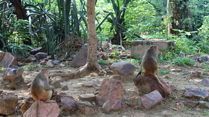 Monkeys roaming freely in the forest area of Govardhan, Uttar Pradesh — captured in their natural...