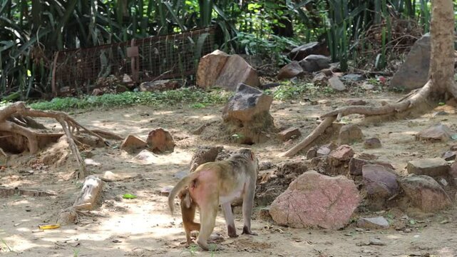 Monkeys roaming freely in the forest area of Govardhan, Uttar Pradesh &mdash; captured in their natural habitat, reflecting wildlife behavior in a rural Indian jungle