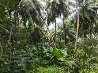 Jungle en Asie