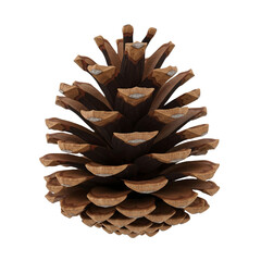 Close-up of a Single Pine Cone