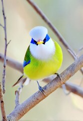 Fototapeta premium A vibrant Blue-headed Vireo perches on a bare branch, its striking colors contrasting against the muted background