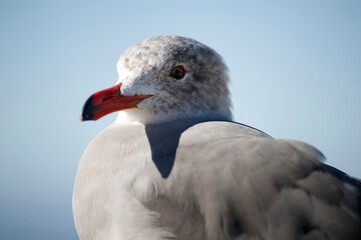 Möwe