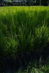 green rice field 
