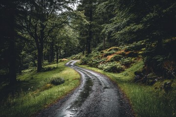 Fototapeta premium A Serene Forest Path in the Rain