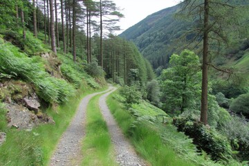 Fototapeta premium A Winding Path Through a Lush Forest Valley