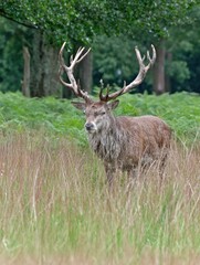 A majestic stag stands amidst the golden grass of a serene woodland, its impressive antlers reaching towards the sky