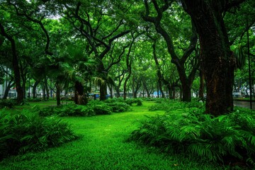 Obraz premium A Serene Forest in the City