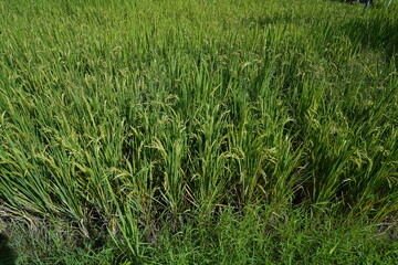green rice field 