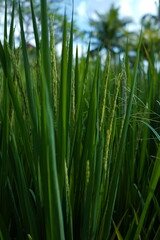 close up of rice seed in field
