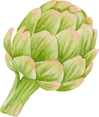 Fototapeta premium artichoke