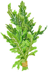 watercolor arugula