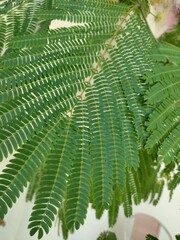 green fern leaves