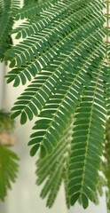 green fern leaf
