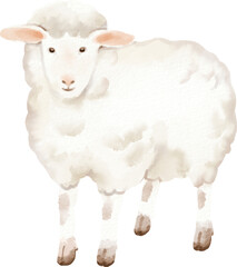 watercolor sheep