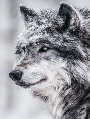 Fototapeta premium A solitary wolf gazes into the distance, its fur dusted with a light layer of snow, embodying the quiet strength and mystery of the wild