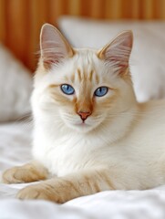 A serene moment captured as a white cat with striking blue eyes gazes into the camera lens, embodying tranquility and curiosity