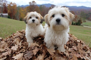 Two adorable puppies enjoy a cozy moment amidst a sea of fallen leaves, with a serene backdrop of rolling hills and a cloudy sky