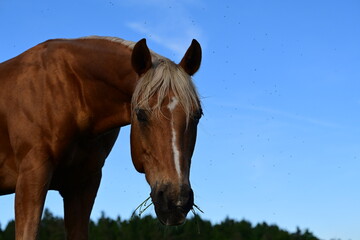 Obraz premium Portrait eines Pferdes das sich schüttelnd gegen Insekten wehrt, vor blauem Himmel