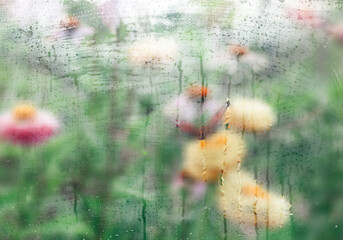 Spring flowers and blooming trees viewed through foggy glass with water droplets. Soft focus, dreamy seasonal background perfect for wallpapers and mood visuals