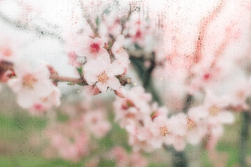 Spring flowers and blooming trees viewed through foggy glass with water droplets. Soft focus, dreamy seasonal background perfect for wallpapers and mood visuals