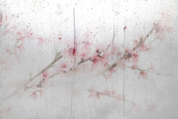 Spring flowers and blooming trees viewed through foggy glass with water droplets. Soft focus, dreamy seasonal background perfect for wallpapers and mood visuals