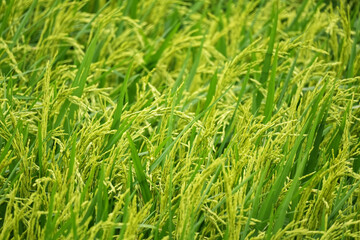 Fresh Ear of Rice in Paddy Field.