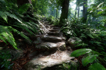 Walking up a natural stone pathway through a lush green forest at midday