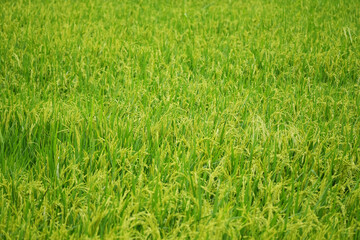 Landscape Paddy Field with Ripening Rice.